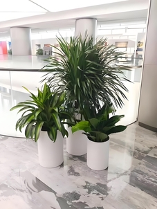 宁波镇海绿植租赁设计，为您定制专属绿境